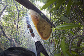 The Honey Nights. In the middle of the day, the bees are chased from their nest with the help of a smoker. The smoke keeps the guardian bees at bay and the leaves at the end of the smoke are used to sweep away the most recalcitrant. Borneo, Indonesia