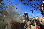 Killers Africanized Honeybees. The smoke, although abundant, does not really calm the enraged guard bees. Panama