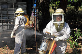 Killers Africanized Honeybees. Before opening the hive, the giant smoker from Brazil goes into action. The varroa mite, a parasite for bees, is better tolerated by the Africanized bees because they manage to delouse themselves and also because they regularly change their habitat, which limits growth of the varroa population. Panama