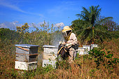 Killers Africanized Honeybees. Abundant smoking of the hives is always the beekeeper's first act. Here, it is vital. Panama