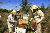 Killers Africanized Honeybees. The Africanized bees usually make preventive attacks. They attack in the greatest number and follow their victim over hundreds of metres. Panama