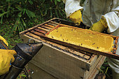Killers Africanized Honeybees. A frame of honey. Panama