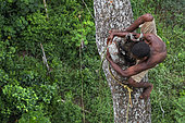 The pygmy canopy honey. On an enormous mahogany tree 50 metres high, the honey-hunter perched on the trunk passes a branch with dexterity. The pygmies are excellent climbers, athletes of the forest who accomplish feats every day in harvesting the honey. Likouala, Congo