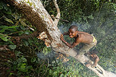 The pygmy canopy honey. Surrounded by bees, the honey-hunter balancing on the tree trunk plunges his hand into the nest to harvest the honeycombs. In the N’Bensele clan, the best way to find a wife in the camp is to give her honey. A man has to know how to climb and not be afraid of stings. Likouala, Congo
