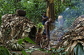 The pygmy canopy honey. Scene at the camp. As opposed to the Bantus amongst whom polygamy is widespread and the extended family plays an essential social role, the family unit is quite close knit amongst the pygmies. At the camp, the couples are very solid and solidary. Before marriage, the youths are very free. In the village, the confrontation with the Bantu destabilizes the family. Alcohol, money and cheating perturb the people of the forest. Likouala, Congo