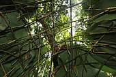 The pygmy canopy honey. At the camp, the women build the structure of the hut within a few minutes. Then the hut is covered in Marantaceae leaves or some other leaves found in the immediate surroundings. At the camp, the ground is swept once a day, the fire in the huts keeps away gnats and insects and in the case of ants, red embers are scattered on the ground. Likouala, Congo