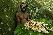 The pygmy canopy honey. A honey-hunter with the “Ndjingo” mushroom he gathered from amongst the buttress roots of the sacred tree of the ancestors. Likouala, Congo