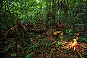The pygmy canopy honey. One, two, three trees are harvested in a day. The honey-hunters devour the honey during the harvest as though to pay themselves for the effort expended. At the base of the tree, the honey is shared and the rest is brought back to the camp for the women and children. The brood cell is eaten by the men. It's man's food. Honey is important in the Likouala and for the N’Bensele clan and the big season for honey and larvae is in August and September. Then, everyone is in the forest and and no one is left in the village. Sangha, Congo