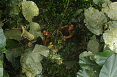 The pygmy canopy honey. The women catch the basket full of honey, the “pendi” at the moment it is lowered. In general, during the big honey season, the families are in the forest and the women also participate in the harvests. Likouala, Congo