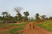 The pygmy canopy honey. An indigenous village along a forest track. Likouala, Congo