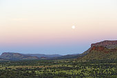 The Honey Ants Dream. Night falls over the MacDonnel Ranges, the mountain chain in the center of Australia. The highest altitude of this 350 million year old mountain range is 1,531 meters. The range, situated in the center of the central desert, stretches from east to west. The plains and plateaus that surround it are the preferred habitats for the acacia aneura, called mulga, which reaches a height of 15 meters. This tree grows abundantly in the arid zones in the center of Australia. It can survive with only 50mm of rain per year. Northern Territory, Australia