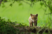 Red fox (Vulpes vulpes) young at the exit of the burrow in meadow under a hedge, Ardenne, Belgium