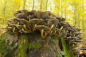 sulphur tuft (Hypholoma fasciculare)