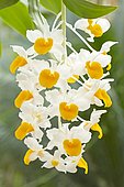 Orchid (Dendrobium thyrsiflorum) flowers
