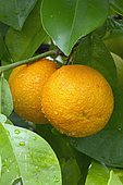 Bitter orange (Citrus x aurantium)