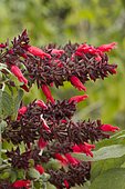 Karwinski's sage (Salvia karwinskii 'Red Calyx')