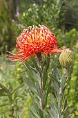 Leucospermum hybrid