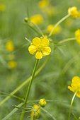 Goldilocks buttercup (Ranunculus auricomus) flower
