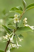 Cherry elaeagnus (Elaeagnus multiflora)