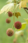 London plane (Platanus x hispanica). Syn.: Platanus x acerifolia