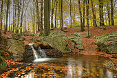 Creek 'La Sauvenière' in a Beech forest in autumn, Ardennes - Belgium