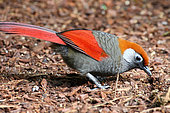 Red-tailed laughingthrush (Trochalopteron milnei) Adult on the ground feeding, Indochina