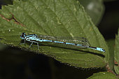 Azure damselfly (Coenagrion puella) on a leaf