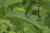 Azure damselfly (Coenagrion puella) on a leaf, Audubon marsh, Pays de Loire, France
