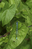 Azure damselfly (Coenagrion puella) on a leaf, Audubon marsh, Pays de Loire, France
