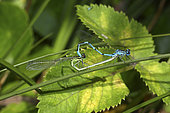 Azure damselfly (Coenagrion puella) mating on a leaf