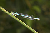 Dainty Damselfly (Coenagrion scitulum) on a stem, Pays de la Loire, France