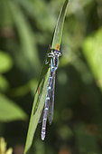 Dainty Damselfly (Coenagrion scitulum) on a leaf, Pays de la Loire, France