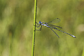 Emerald damselfly (Lestes sponsa) on a twig, Carentan marsh, Normandy, France