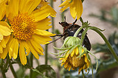 Flower chafer (Cétoninae) on yellow flower (Verbesina encelioides), pollination, Saudi Arabia