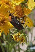 Flower chafer (Cétoninae) on yellow flower (Verbesina encelioides), pollination, Saudi Arabia
