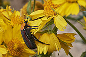 Flower chafer (Cétoninae) on yellow flower (Verbesina encelioides), pollination, Saudi Arabia