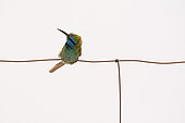 Green bee-eater (Merops orientalis) on fence, Saudi Arabia