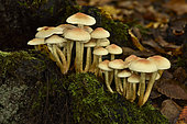 Sulphur Tuft (Hypholoma fasciculare), Forest of Coye, Val-d'Oise, France