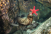 California sea lion, (Zalophus californianus), playing with seastar, Los Islotes, Sea of Cortez, Baja California, Mexico, East Pacific Ocean