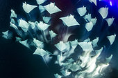 Banc de Mantes de Munk (Mobula munkiana), se nourrissant de plancton la nuit, Ile Espiritu Santo, Mer de Cortez, Basse-Californie, Mexique, Océan Pacifique Est