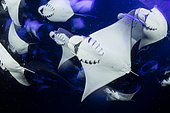 Banc de Mantes de Munk (Mobula munkiana), se nourrissant de plancton la nuit, Ile Espiritu Santo, Mer de Cortez, Basse-Californie, Mexique, Océan Pacifique Est