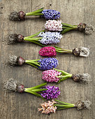 Hyacinths in bloom collection, Hyacinthus Gipsy Queen, Hyacinthus Jan Bos, Hyacinthus Blue Eyes, Hyacinthus Pink Elephant, Hyacinthus Blue Tango, Hyacinthus Blue Jacket, Hyacinthus Pink Pearl, Hyacinthus Woodstock