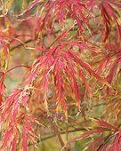 Acer palmatum