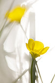 Creeping buttercup (Ranunculus repens) against light with flare, Alsace, France