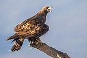 Golden Eagle (Aquila chrysaetos), Guadarrama National Park (Spain)