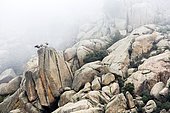 Eurasian Griffon Vulture (Gyps fulvus) on rock, Guadarrama National Park (Spain)