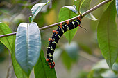 Caterpillar of Tetrio Sphinx (Pseudosphinx tetrio) on Allamanda (Allamanda sp), Guadeloupe