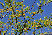 Mimosa in bloom, Guadeloupe