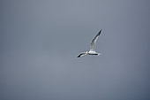 Royal tern (Sterna maxima) in flight, Guadeloupe