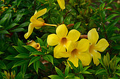 Flower of Allamanda (Allamanda sp), Guadeloupe